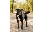 Adopt Rend Lake a Labrador Retriever, Mixed Breed