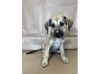 Adopt Braxton a Chinook, Mixed Breed