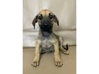 Adopt Brody a Chinook, Mixed Breed