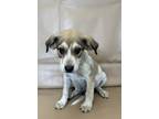 Adopt Blake a Chinook, Mixed Breed