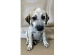 Adopt Biles a Chinook, Mixed Breed