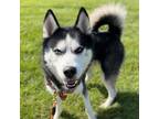 Adopt Parka a Siberian Husky