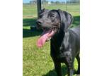 Adopt Jet a Hound