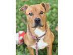Adopt Mutley Crew a Rhodesian Ridgeback, Terrier