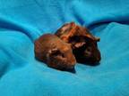 Adopt Chestnut and Peanut a Guinea Pig