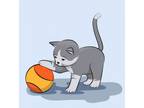 Adopt AA kitten a Domestic Short Hair