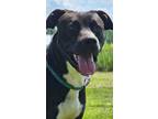 Adopt Diaz a Pit Bull Terrier