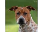 Adopt Rocky a Pit Bull Terrier