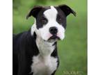 Adopt Zeus a Labrador Retriever, Pit Bull Terrier