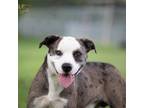 Adopt Mozzi a Australian Cattle Dog / Blue Heeler, Labrador Retriever