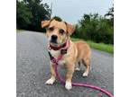 Adopt Jesse Owens a Terrier