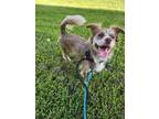 Adopt Sparkie a Australian Shepherd