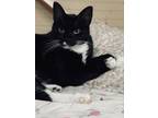 Adopt Socks a Domestic Short Hair