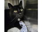 Adopt Tiny and Taylor a Domestic Short Hair