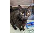 Adopt Lucky and Oreo a Domestic Short Hair