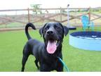 Adopt Zeus a Labrador Retriever