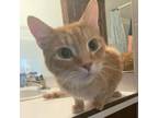 Adopt Butter (Chow Hound Byron Center) a Domestic Short Hair
