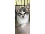 Adopt Tongs a Domestic Long Hair