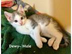 Adopt Dewy a Domestic Short Hair