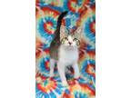 Adopt 6263 (Mark) a Domestic Short Hair