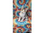 Adopt 6264 (Alex) a Domestic Short Hair