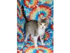 Adopt 6262 (Derrek) a Domestic Short Hair