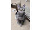 Adopt 6300 (Flint) a Domestic Short Hair