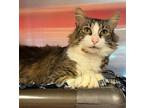 Adopt Grumbles a Domestic Medium Hair, Domestic Short Hair