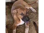 Adopt O.J. (Odin) a Black Mouth Cur, Mixed Breed