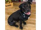 Adopt Notorious D.O.G a Mastiff, Rottweiler