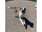 Adopt Diablo a Mixed Breed
