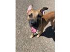 Adopt Roman a Mixed Breed
