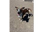 Adopt Hercules a Mixed Breed