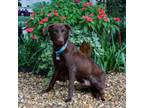 Adopt Wedge a Retriever