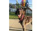 Adopt Hudson a German Shorthaired Pointer