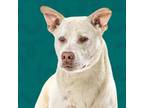 Adopt Two Step a Mixed Breed