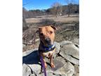 Adopt Robin a Pit Bull Terrier