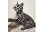Adopt Paul a Domestic Short Hair