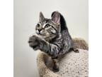 Adopt Leto a Domestic Short Hair
