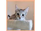 Adopt Liam a Tabby, Domestic Short Hair