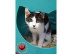 Adopt Mustache a Domestic Short Hair