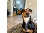 Adopt Ryder a Dachshund