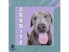Adopt Granite a Mixed Breed