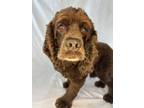Adopt Snickerdoodle a Cocker Spaniel