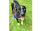 Adopt Teeko a Catahoula Leopard Dog, Cattle Dog