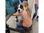 Adopt Heffalump/Lumpy a Hound