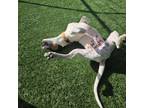 Adopt Tennesse Honey a Pit Bull Terrier