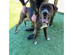 Adopt Maximus a Mastiff