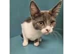 Adopt Spazz a Domestic Short Hair