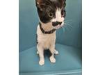 Adopt Stash a Domestic Short Hair
